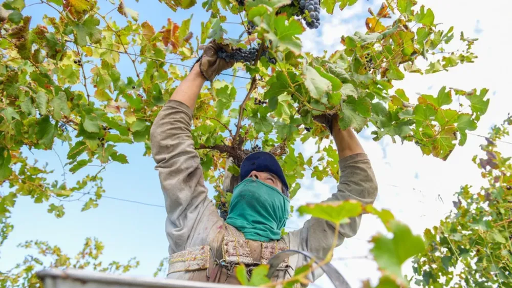 Las exportaciones tradicionales de San Juan crecen un 41%, impulsadas por tomates, uvas y aceitunas