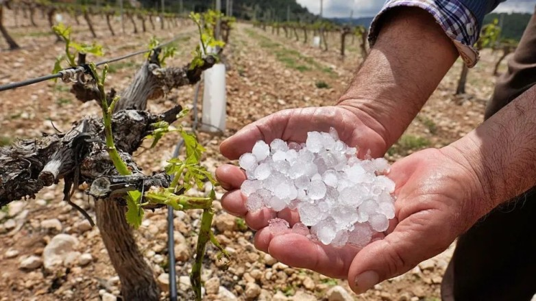 Productores deben actualizar su inscripción en el RUPA